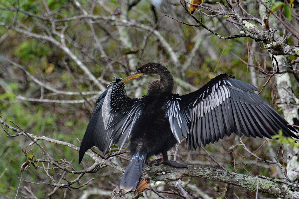 Anhinga, 2015-01140321 Everglades NP, FL.JPG - Anhinga. Shark Valley, Everglades National Park, FL, 1-14-2015